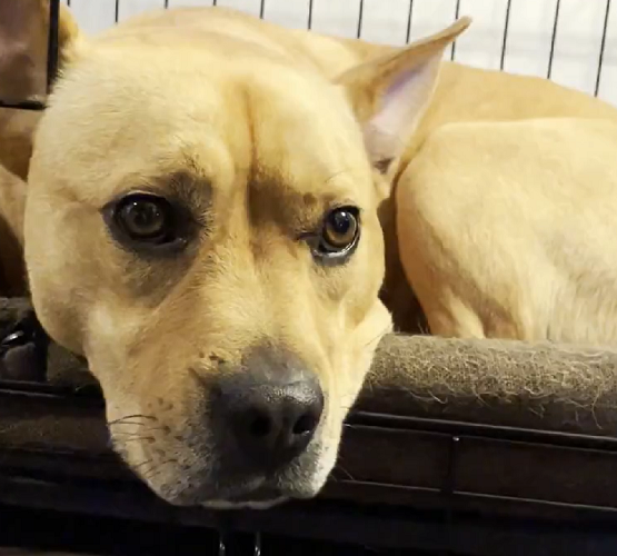 Ao todo, são quase 2 milhões de cachorros que ganharam um lar e, portanto, uma família por todo o país.