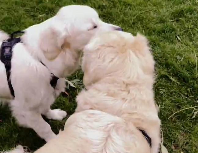 Hoje em dia no país também é obrigatória a implantação do microchip nos cachorros.