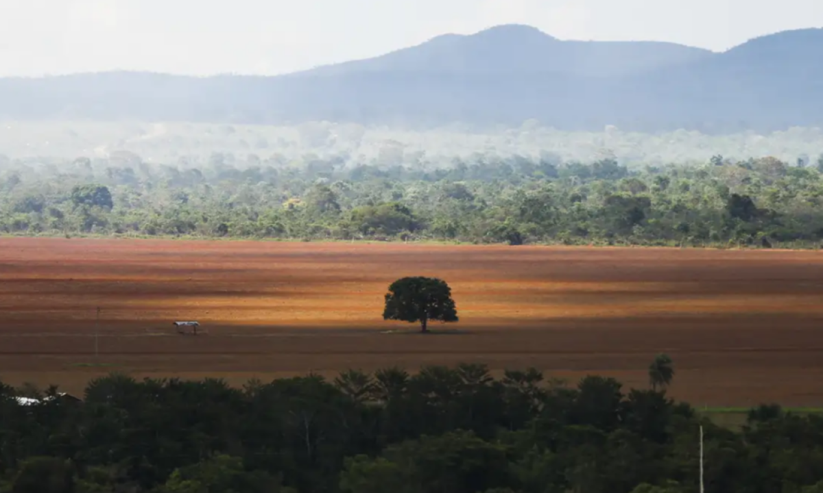 Quanto o Brasil precisa investir para restaurar o Cerrado -  (crédito: Platobr)