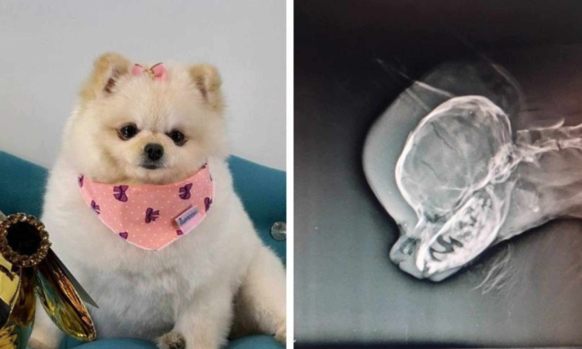 Cachorrinha chegou a ser levada para hospital veterinário, mas morreu de politraumatismo -  (crédito: Reprodução)