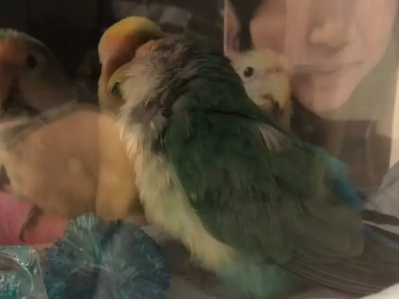 Uma passarinha chamada Pesseguinho ficou viúva e se sentiu tão triste que passou a dormir apenas ao lado da foto do companheiro que partiu, o pássaro chamado de Melzinho. O caso aconteceu na cidade de Blumenau, em Santa Catarina. -Reprodução redes sociais 
