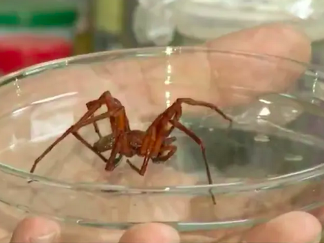 Uma delas é justamente a aranha armadeira . Registrada cientificamente como Phoneutria, também é chamada de aranha-macaco ou aranha-de-bananeira, pois costuma se esconder em cachos de bananas. 