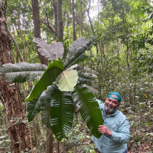 Pesquisadores descobrem árvores de espécies em extinção no Espírito Santo - Divulgação
