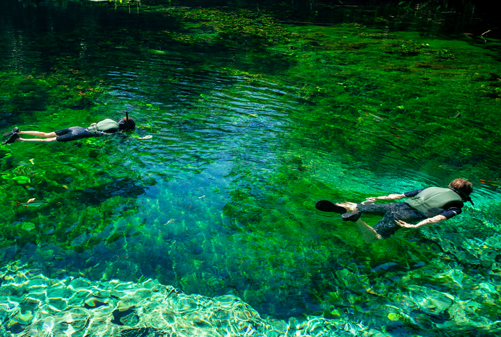 Aquário Natural de Bonito (MS): Localizado na Reserva Ecológica Baía Bonita, a cerca de 7 km do centro da cidade de Bonito, no Mato Grosso do Sul, a visita de cerca de 2 horas pelos rios de águas cristalinas permite que o público observe com facilidade os peixes e a vegetação subaquática.-divulgação secretaria de turismo de bonito/ms