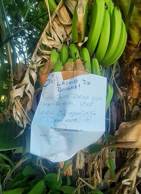 O dono da plantação deixou um bilhete na bananeira: "“Sr Ladrão de Banana, por favor deixe este cacho para mim, você levou dois grandes. Deixa este, pô. Obrigado”.
