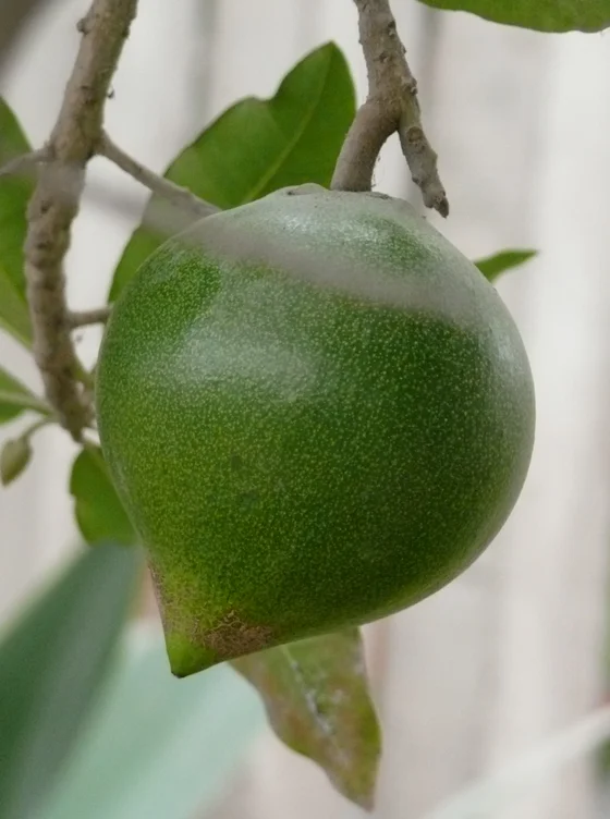 AlÃ©m disso, seu sabor Ã© melhor descrito como levemente adocicado e semelhante ao do bordo, sendo um ingrediente ideal para sobremesas assadas e sorvetes. De forma original, a  lÃºcuma era chamada de ouro dos Incas e era vista como um sÃ­mbolo de fertilidade. Atualmente, por outro lado, pode ser encontrado na maioria dos mercados regionais de janeiro a abril.