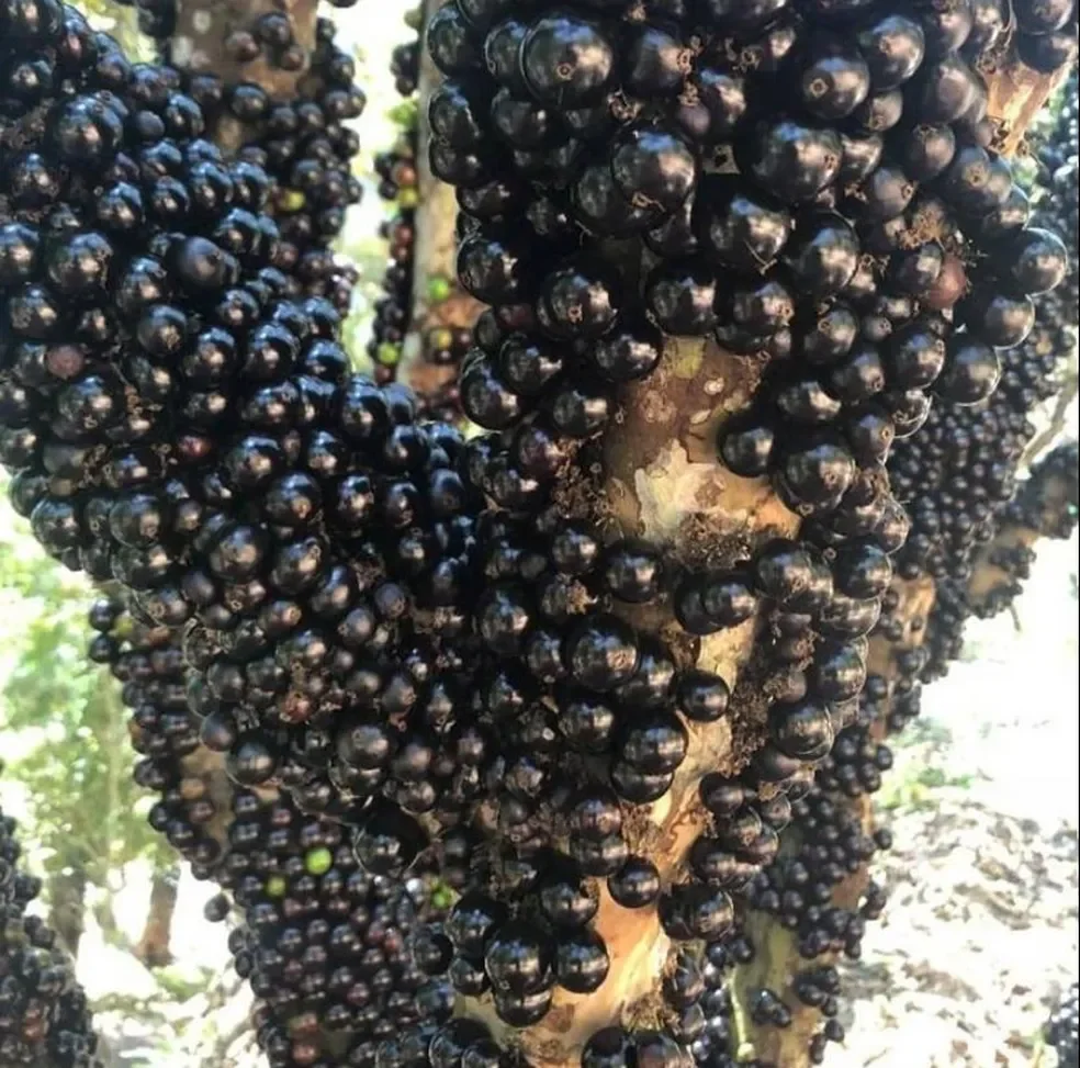2. Jabuticaba: Fruta tradicional brasileira, nativa de Minas Gerais, Goiás e São Paulo. Tem cor púrpura escura com casca grossa e cresce nos troncos das árvores. As bagas têm vida útil curta e fermentam 3 a 4 dias após a colheita. A jabuticabeira leva de 6 a 8 anos para dar frutos, por isso as bagas são tão valorizadas.