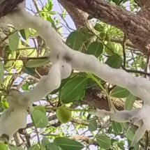 "Gelo" misterioso intriga agricultores em árvore no Ceará - reprodução g1