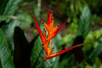 Buquês de flores exóticos surpreendem com espécies tropicais raras