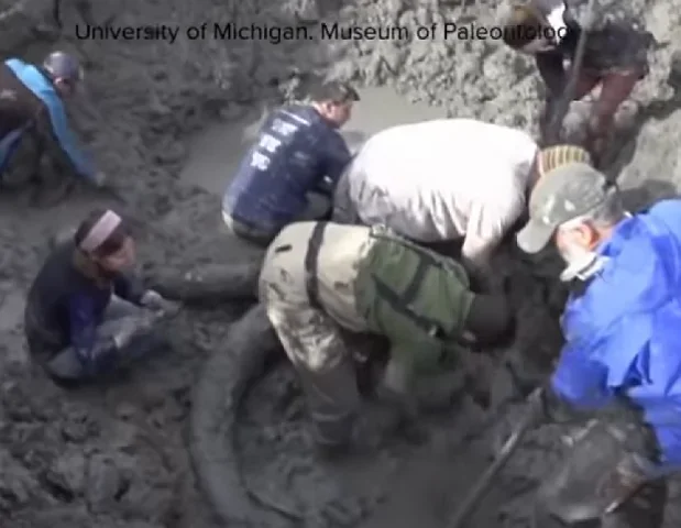 Além do fóssil em si, três pedras do tamanho de bolas de basquete estava do lado do mamute, sendo uma delas bem maior do que as outras.