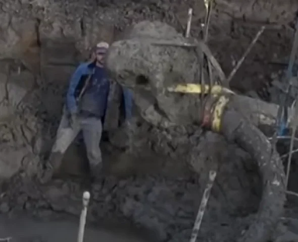 Um dos agricultores fez a doação dos restos do mamute ao Museu de Paleontologia da Universidade de Michigan.