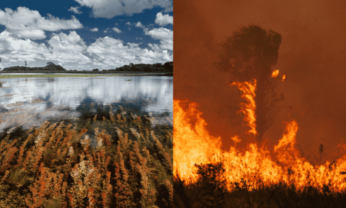 Pantanal chega a Lisboa nas lentes de fotógrafos brasileiros - (crédito: Platobr Cultura)