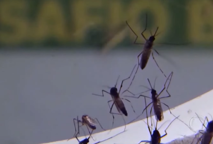 Niterói está conseguindo impedir a proliferação do aedes aegypti usando o próprio mosquito como arma. Ou seja, o transmissor da dengue age contra a disseminação da doença a partir de uma iniciativa que teve início 9 anos atrás.