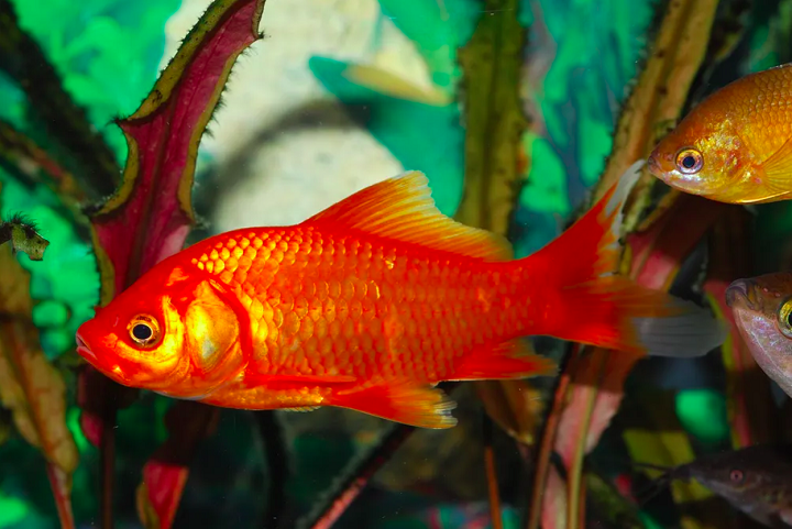 Ao jornal The New York Times, a bióloga de pesquisa aquática com Pescas e Oceanos do Canadá, Christine Boston, afirmou que esses peixes "podem comer qualquer coisa".