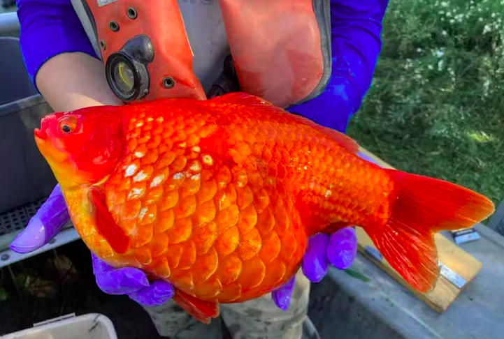 Porém, quando solto na natureza, o peixinho dourado, que antes era inofensivo, pode se tornar gigantesco ao se livrar das barreiras de vidro e da dieta de flocos.