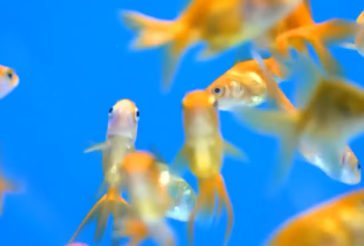 Segundo um professor de ciências biológicas na University of Toronto Scarborough, mesmo que as carpas douradas tenham sido trazidas para a América do Norte no final do século 19, a quantidade de carpas selvagens começou a "aumentar muito" nos últimos 20 anos. 