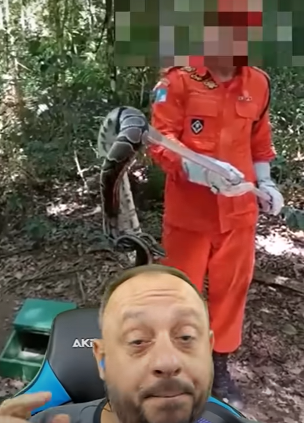 Em março de 2023, um caso envolvendo uma píton chamou a atenção no Brasil. Agentes da Defesa Civil do Rio de Janeiro soltaram uma cobra da espécie na Floresta da Tijuca pensando se tratar de uma jiboia.