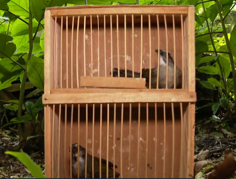 Uma das maravilhas do Brasil é a biodiversidade. Mas várias espécies estão sob ameaça, seja pelo desmatamento ou pelo tráfico de animais. Na foto, trinca-ferros (espécie com risco de extinção) resgatados das mãos de criminosos pela polícia.  Veja algumas outras espécies que também podem desaparecer. 