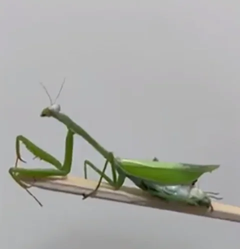 Em junho de 2022, um acontecimento inusitado ganhou as redes sociais. Um pequenino louva-a-deus passou por cirurgia após cair e se ferir no abdômen. 