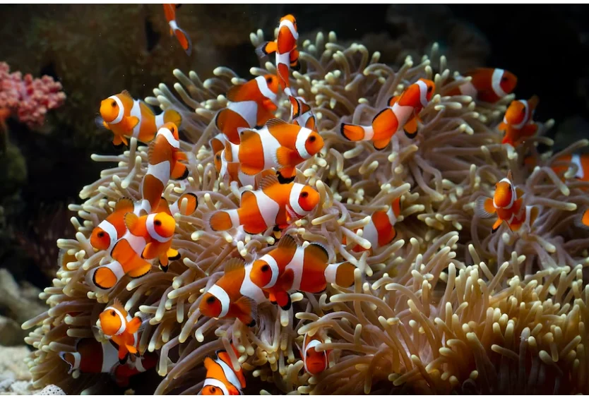 Mundialmente conhecido pela animação "Procurando Nemo", da Pixar, o peixe-palhaço apresenta habilidades que despertam a curiosidade. Além disso, não são tão fofos quanto o protagonista do filme, que está perdido e é procurado por seu pai, Marlin. -  (crédito:  kuritafsheen77 - freepik)