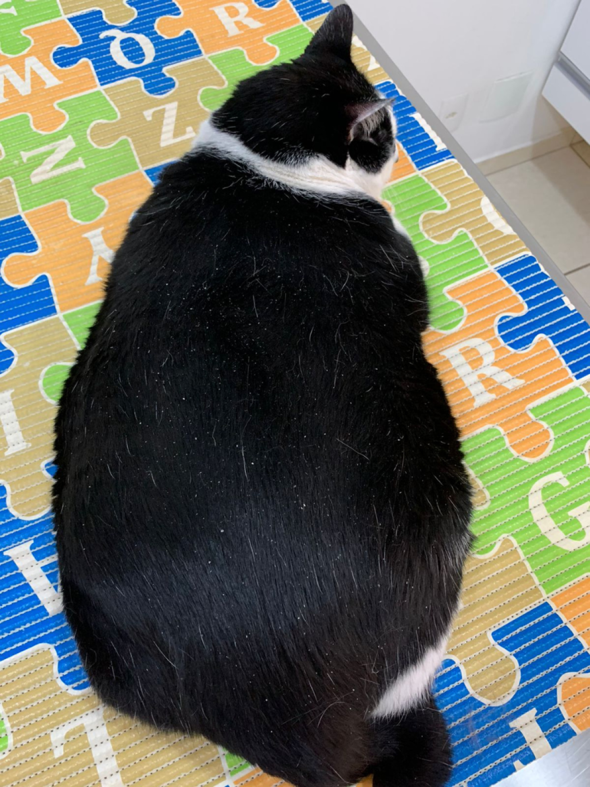 Eliot; gato preto e branco