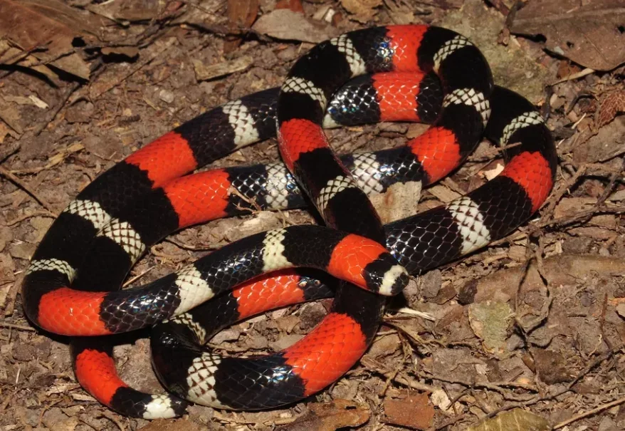 Cobra-coral verdadeira - Vive no Amapá, Pará, Amazonas, Roraima, Acre, Maranhão, Tocantins, Rondônia, Goiás, São Paulo, Mato Grosso do Sul, Paraná, Rio Grande do Sul, Minas Gerais e Mato Grosso.