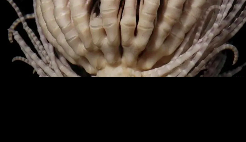 Animal com 20 braços é descoberto em expedição à Antártida - divulgação / Invertebrate Systematics