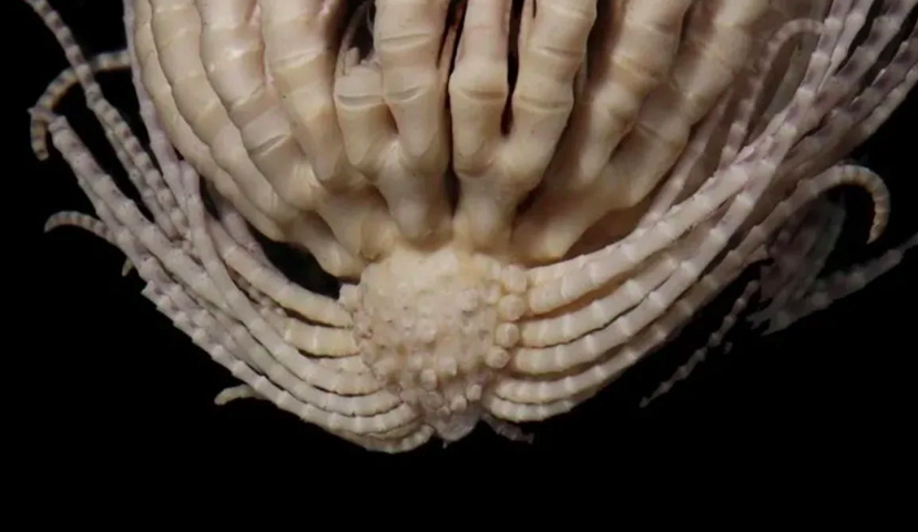 Animal com 20 braços é descoberto em expedição à Antártida - divulgação / Invertebrate Systematics