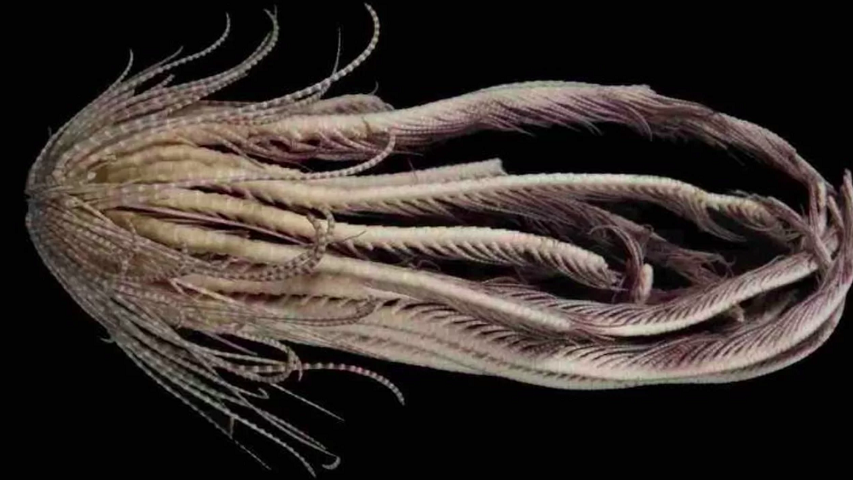 Uma das descobertas mais incríveis é um animal chamado “Promachocrinus fragarius”, que ganhou o apelido de "estrela-de-penas-de-morango".