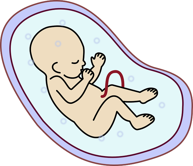 Para deixar a situação ainda mais insólita, documentos oficiais apresentados durante o processo revelaram outros quatro embriões que ainda estavam congelados.  -OpenClipart-Vectors por Pixabay
