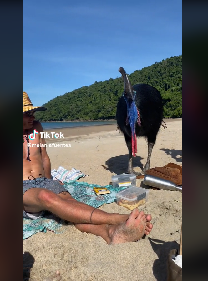 Certa vez, na Austrália, um casal de turistas postou uma imagem em que uma ave se aproxima. O registro logo ganhou repercussão porque diversos internautas comentaram sobre o perigo daquele animal. 