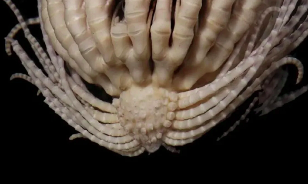 Animal com 20 braços é descoberto na Antártida - divulgação / Invertebrate Systematics