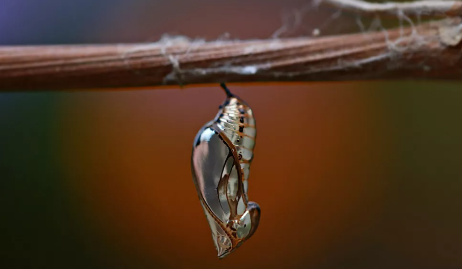 Borboleta Monarca (Danaus plexippus) - Forma um casulo esverdeado e dourado na fase de pupa. Esse envoltório rígido protege contra predadores e intempéries. Após dias, a borboleta emerge pronta para voar.

