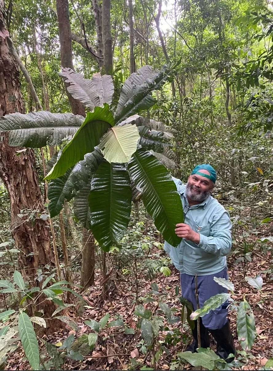 Em dezembro de 2023, uma Guapeba (fruta-do-Imperador ou árvore-imperial) foi encontrada na Reserva Biológica de Duas Bocas, em Cariacica (ES), por uma equipe do Instituto Estadual de Meio Ambiente e Recursos Hídricos e da Vale do Rio Doce.