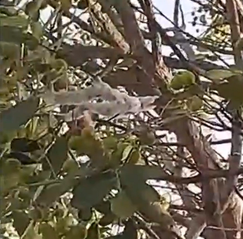 Um especialista do departamento de fitotecnia no Centro de Ciências Agrárias da Universidade Federal do Ceará (UFC) esclareceu que o que parecia ser "gelo" era, na realidade, um fenômeno natural.