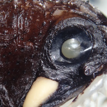 Novas espécies de peixes são descobertas no Brasil - Reprodução/Projeto ABRACOS