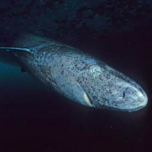 Animal vivo mais antigo do planeta impressiona até mesmo os cientistas - Hemming1952 / Wikimedia Commons