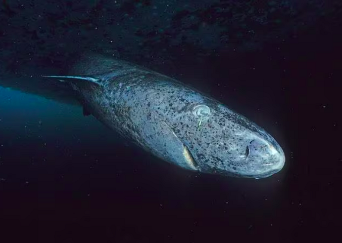 Animal vivo mais antigo do planeta impressiona até mesmo os cientistas Animal vivo mais antigo do planeta impressiona até mesmo os cientistas