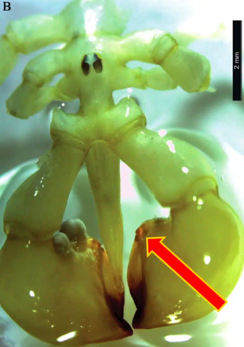 A aparência da Austropallene halanychi se destaca entre mais de mil tipos de aranhas do mar encontradas em todo o mundo.-divulgação ZooKeys