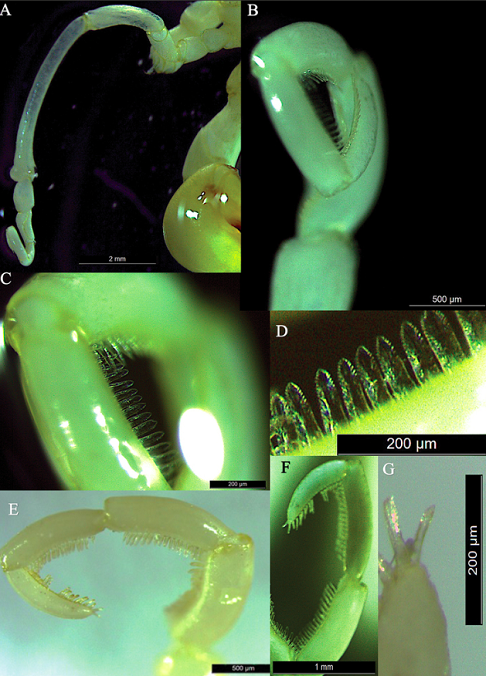 Essas criaturas diferentes se alimentam usando uma tromba que parece um canudo e respiram através das pernas, indo contra tudo que se conhece da biologia animal.-divulgação ZooKeys