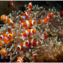 Admirado pela beleza, peixe ganhou fama ao inspirar animação de sucesso -  kuritafsheen77 - freepik