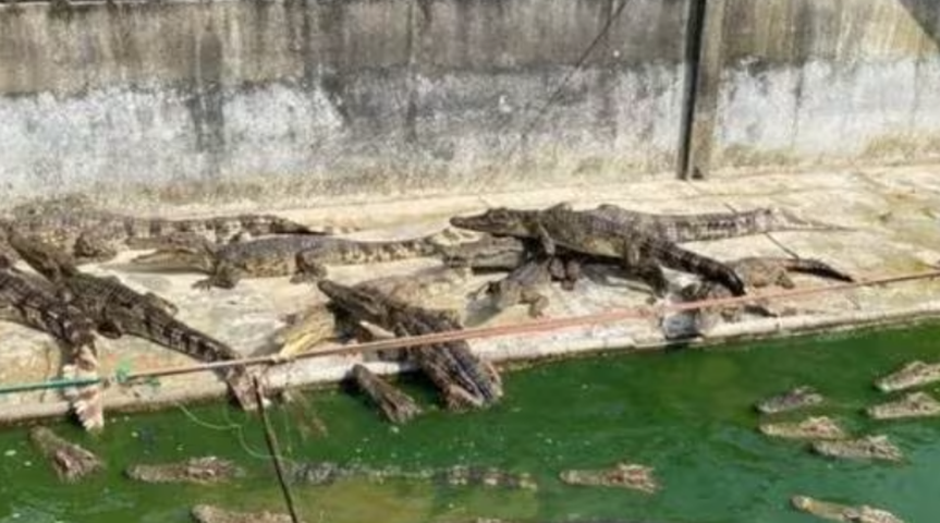 Também na Tailândia, crocodilos tornaram-se canibais após ficarem abandonados numa fazenda depois da morte do dono. 