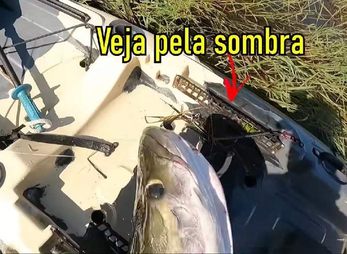 Depois do susto, o homem confessou que sentiu medo e disse ter chegado “ao limite”. O youtuber afirmou que ter ido pescar “um dos peixes mais perigosos do mundo”, sozinho, lhe ensinou uma lição para a vida toda.