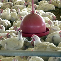 Gripe aviária: polos da avicultura em Minas reforçam medidas sanitárias