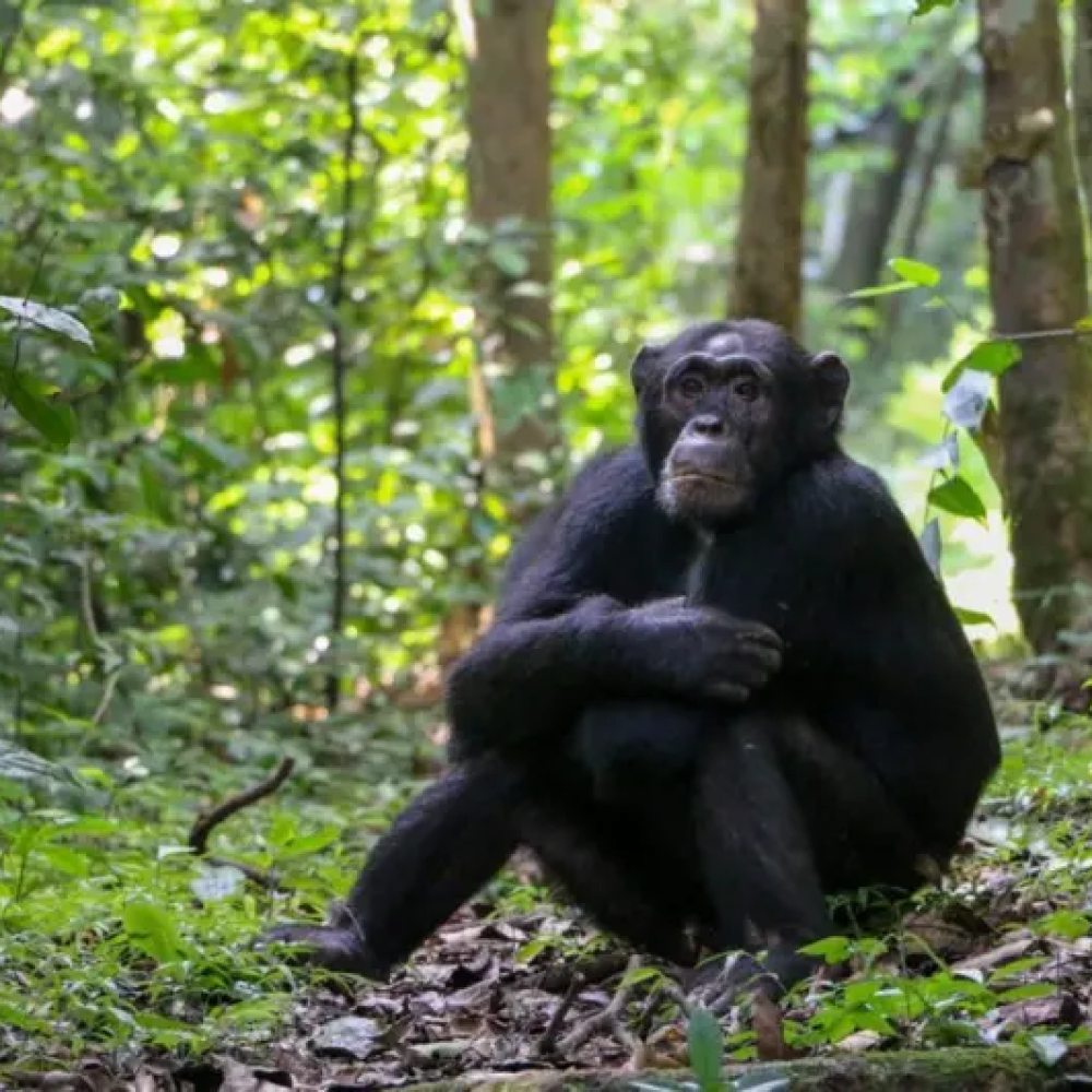 Cientistas confirmam que chimpanzés usam plantas medicinais; e se curam