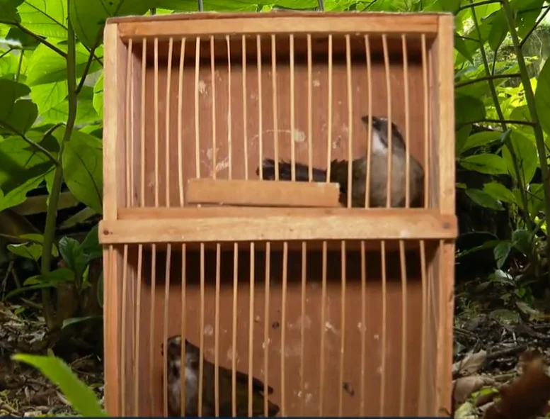 Animais que podem ser extintos na terra, no ar e no mar do brasil