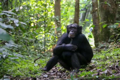Cientistas observaram o comportamento de chimpanzés nas florestas de Uganda que pareciam feridos ou doentes e tentaram confirmar se eles estavam se automedicando com plantas. -  (crédito: Divulgação: ELODIE FREYMAN)