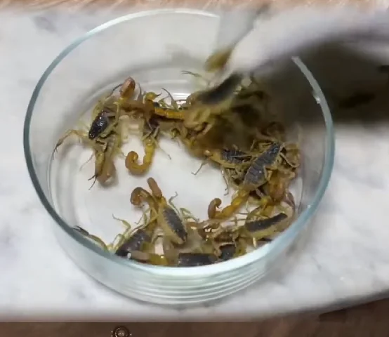 Embora seja conhecido como "escorpião amarelo", sua cor pode variar de amarelo claro a marrom escuro.