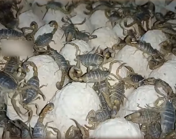 Uma curiosidade é que , para obter um galão (3,8 litros) do veneno do escorpião, seria necessário "ordenhar" 2,64 milhões de exemplares da espécie! 