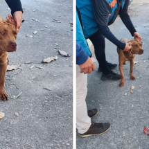 Cachorro invade escola e deixa cinco crianças feridas em Betim - Arquivo pessoal/Imagem cedida ao Estado de Minas